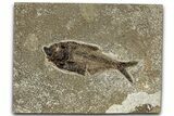 Detailed Fossil Fish (Diplomystus) - Wyoming #327846-1